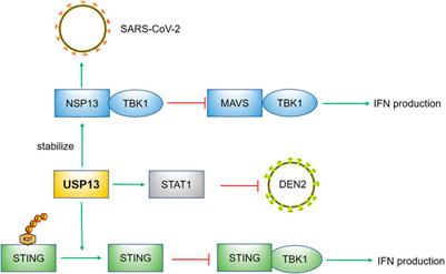 Role of USP13 in physiology and diseases